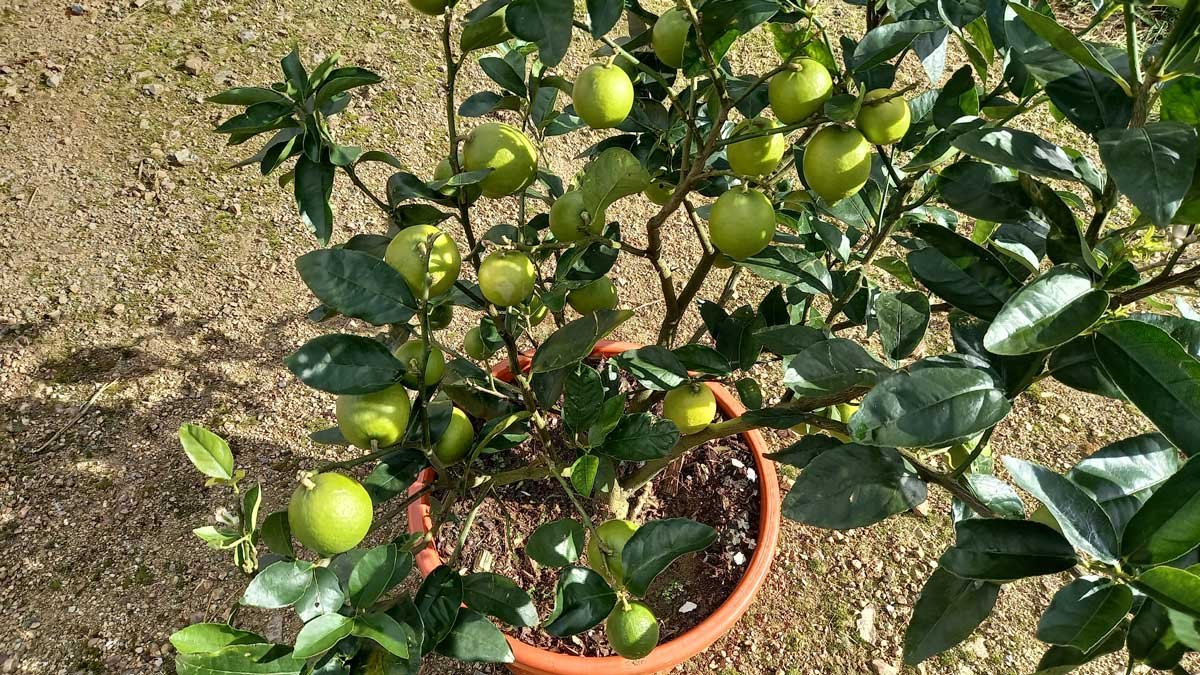 Closer shot of limes on the Tahitian lime tree. May 2022.