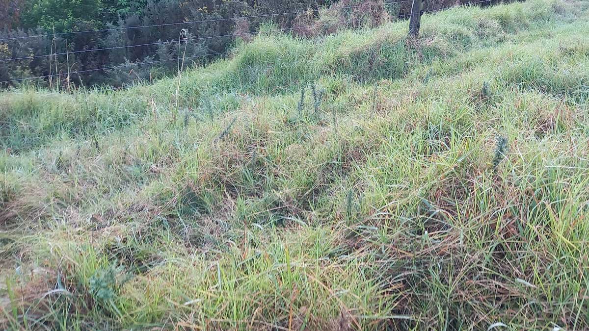 Baby gorse growing amongst long grass