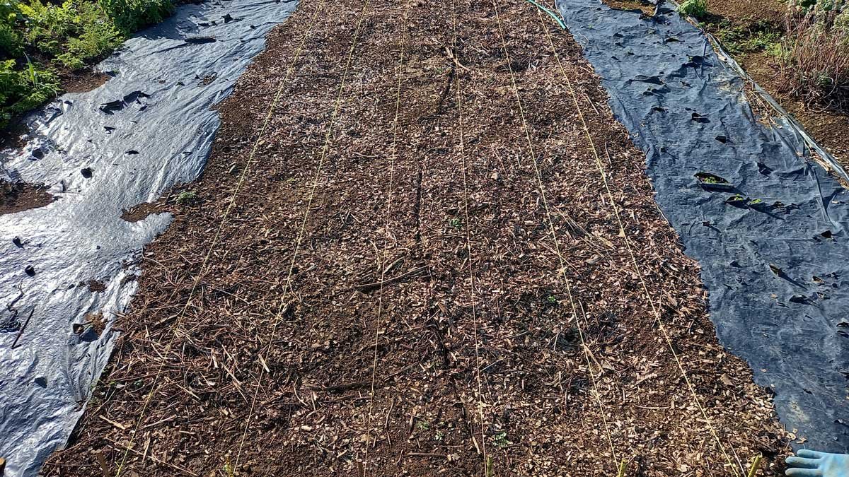 String line set up for planting garlic in 2022