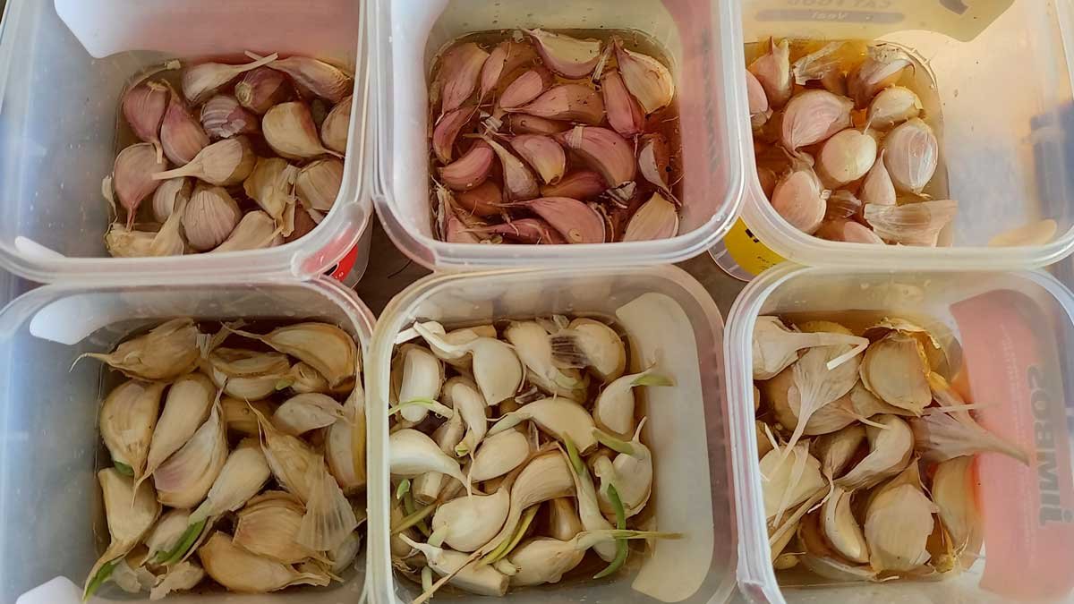 Seed garlic varieties soaking before planting