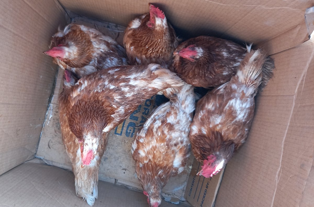 A box containing 7 chickens