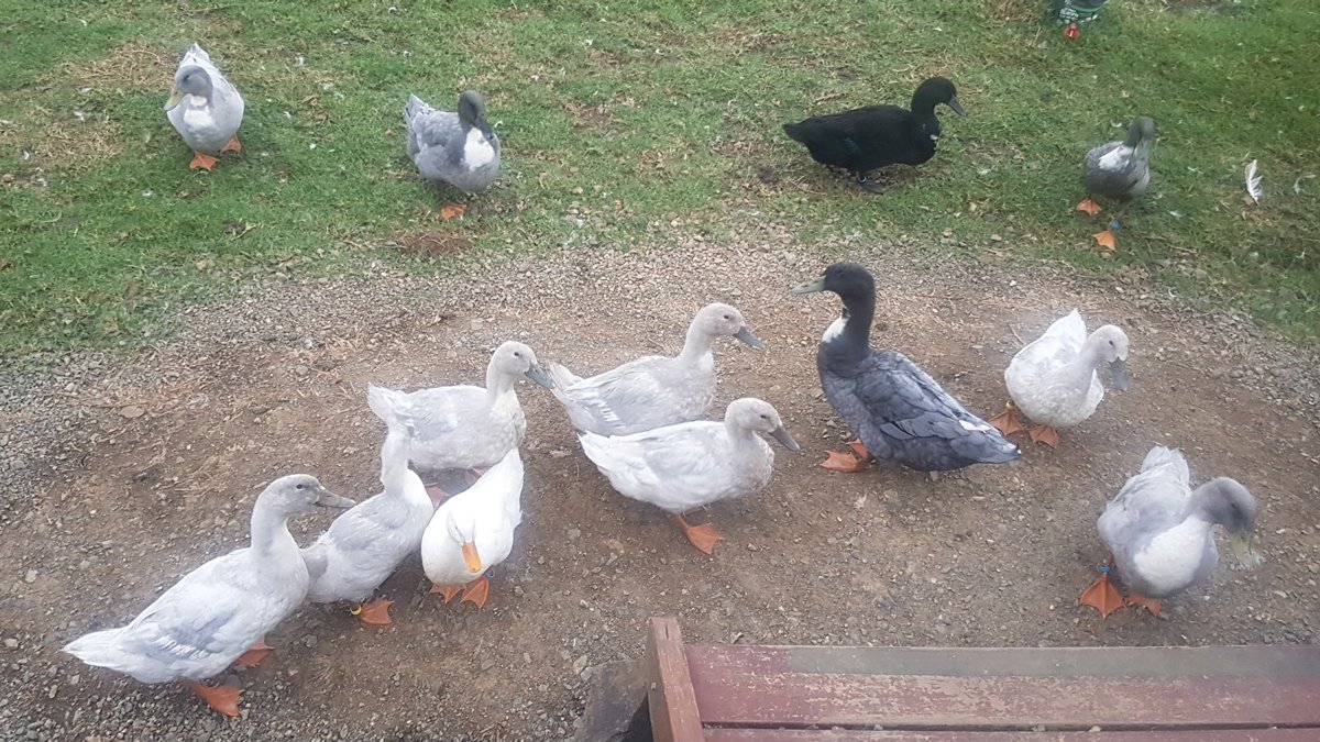 Flock of ducks, April 2020