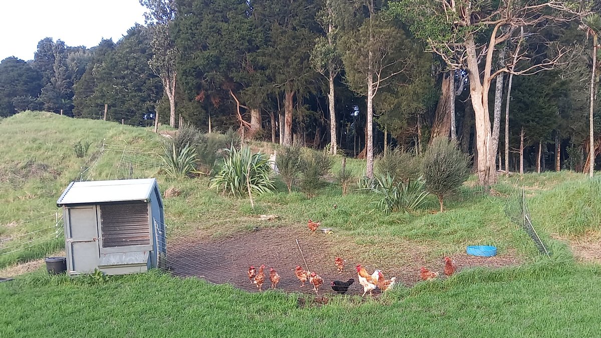 Eleven chickens and one rooster hanging out in their area