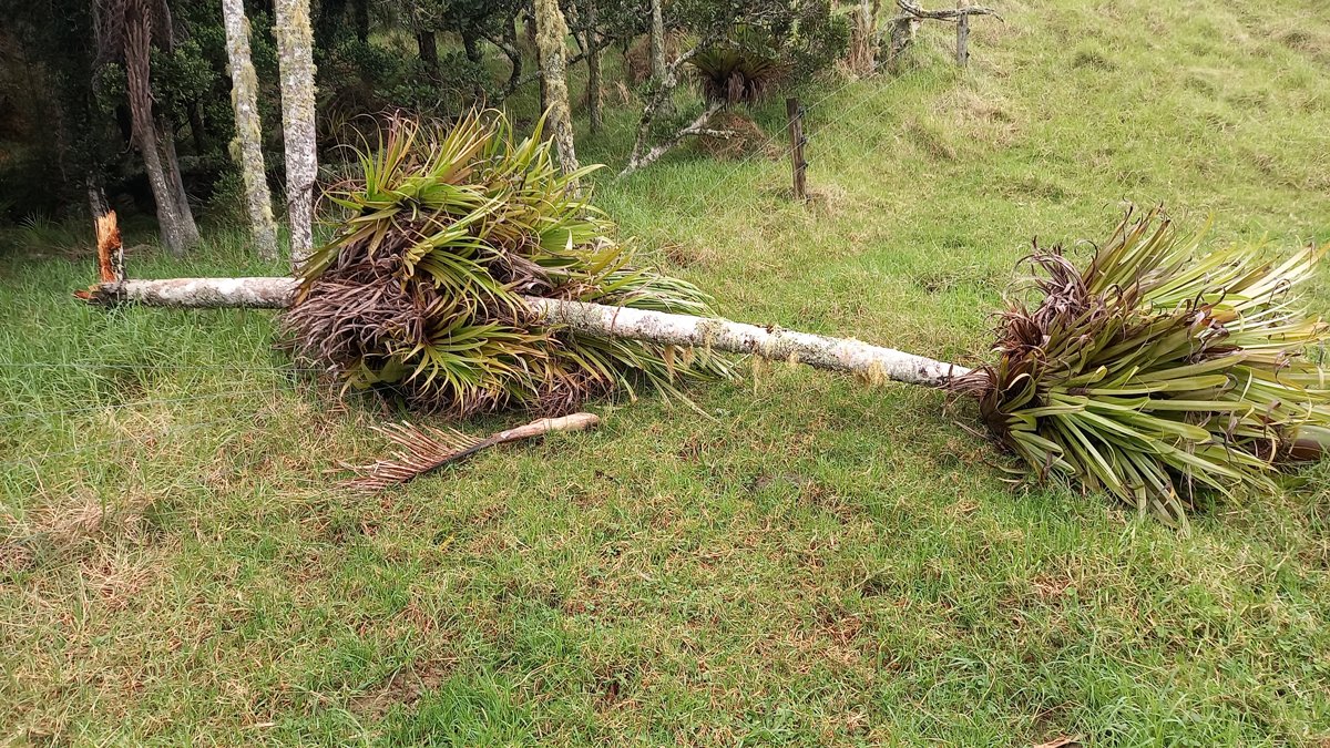 A nikau palm fallen on an electric fence