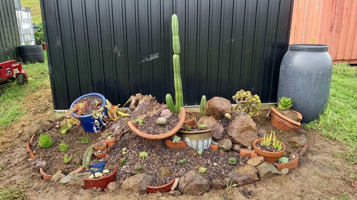 Succulent garden behind the shed after planting in June 2022