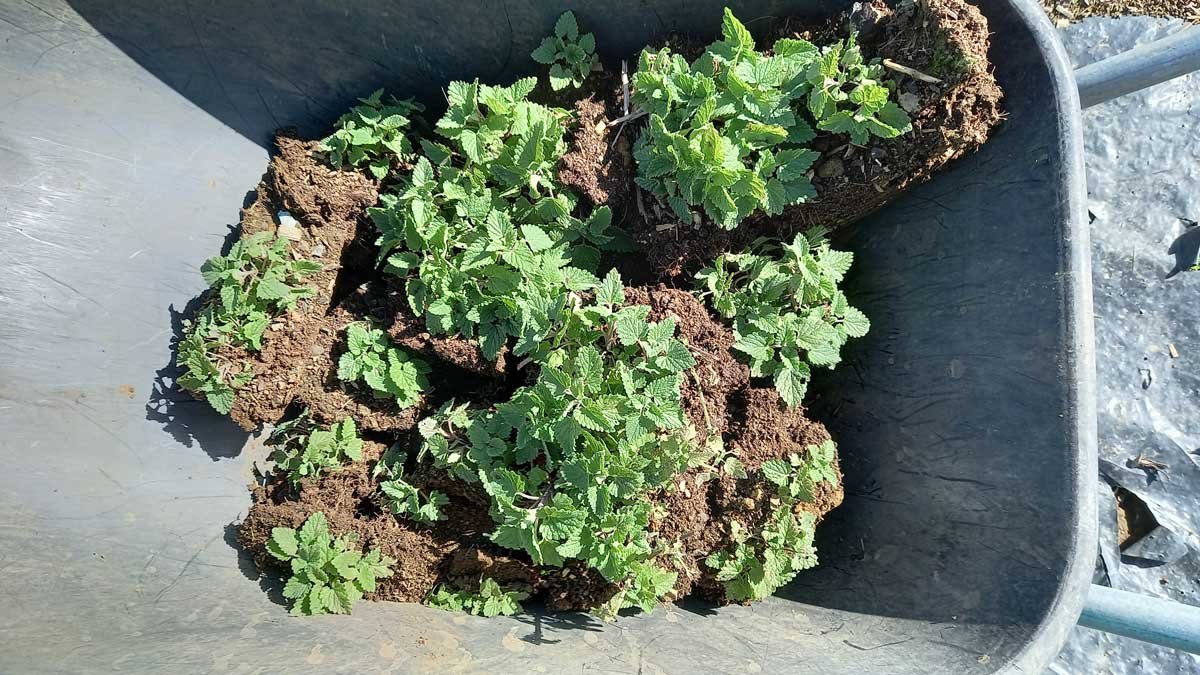 Lifted catnip seedlings in a wheelbarrow for transplant