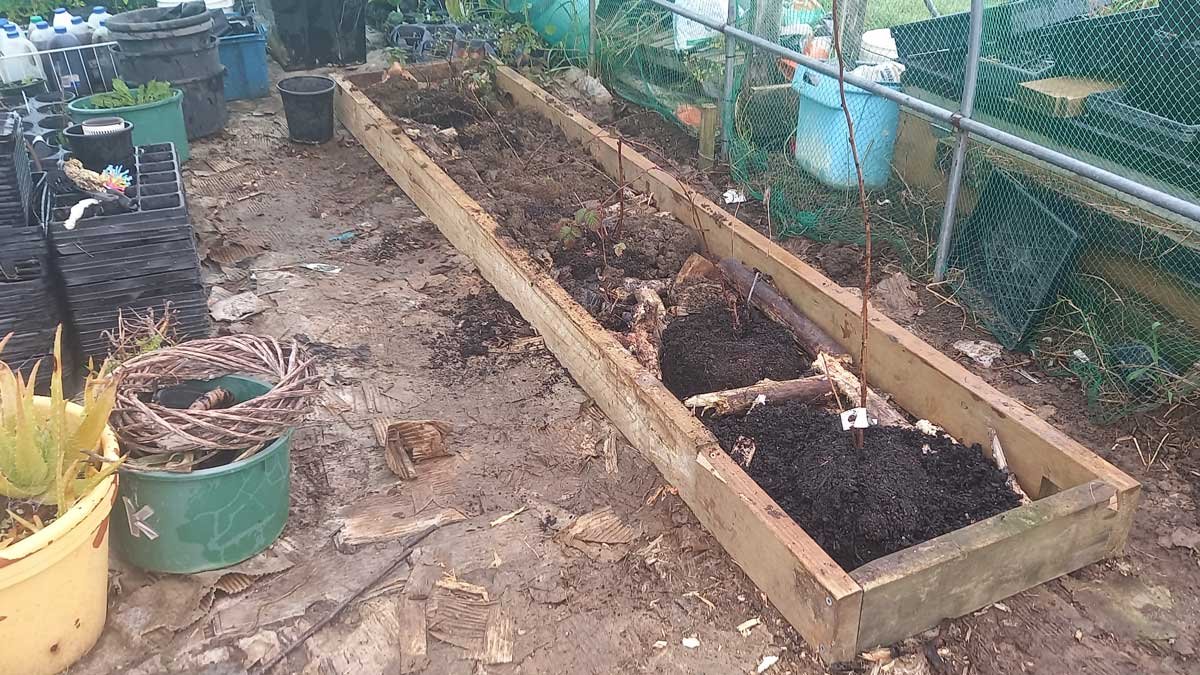 Planting the berries into the frame, with cherry branches spread throughout