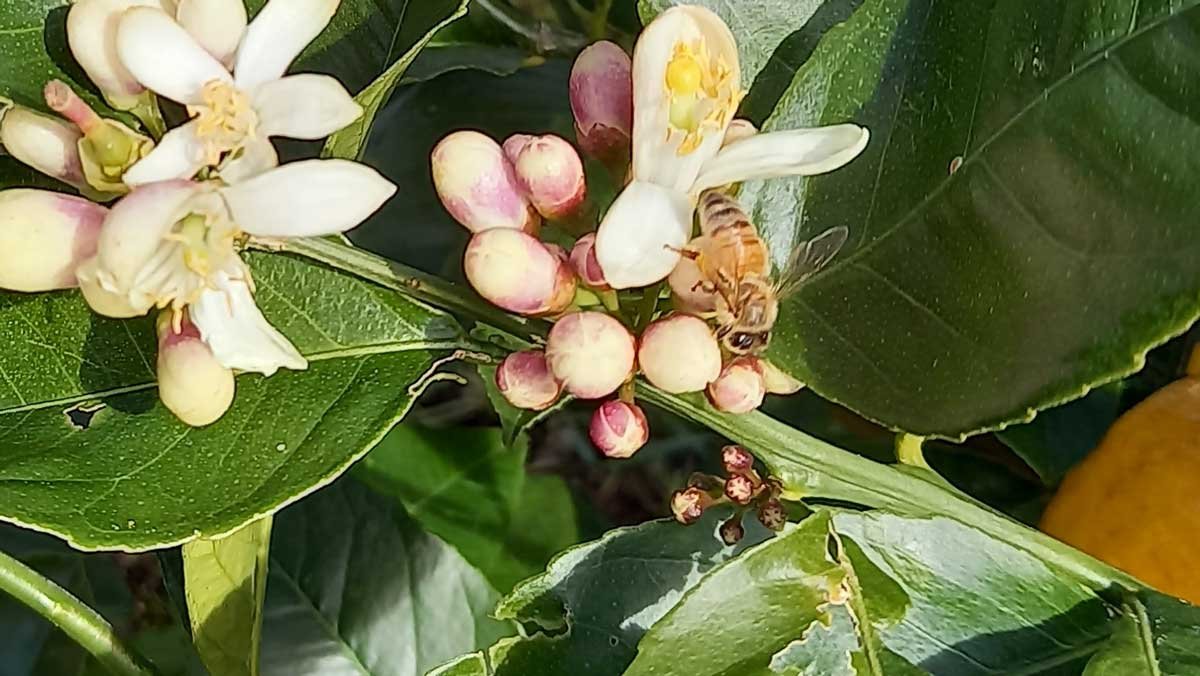 Bee on lemon flowers