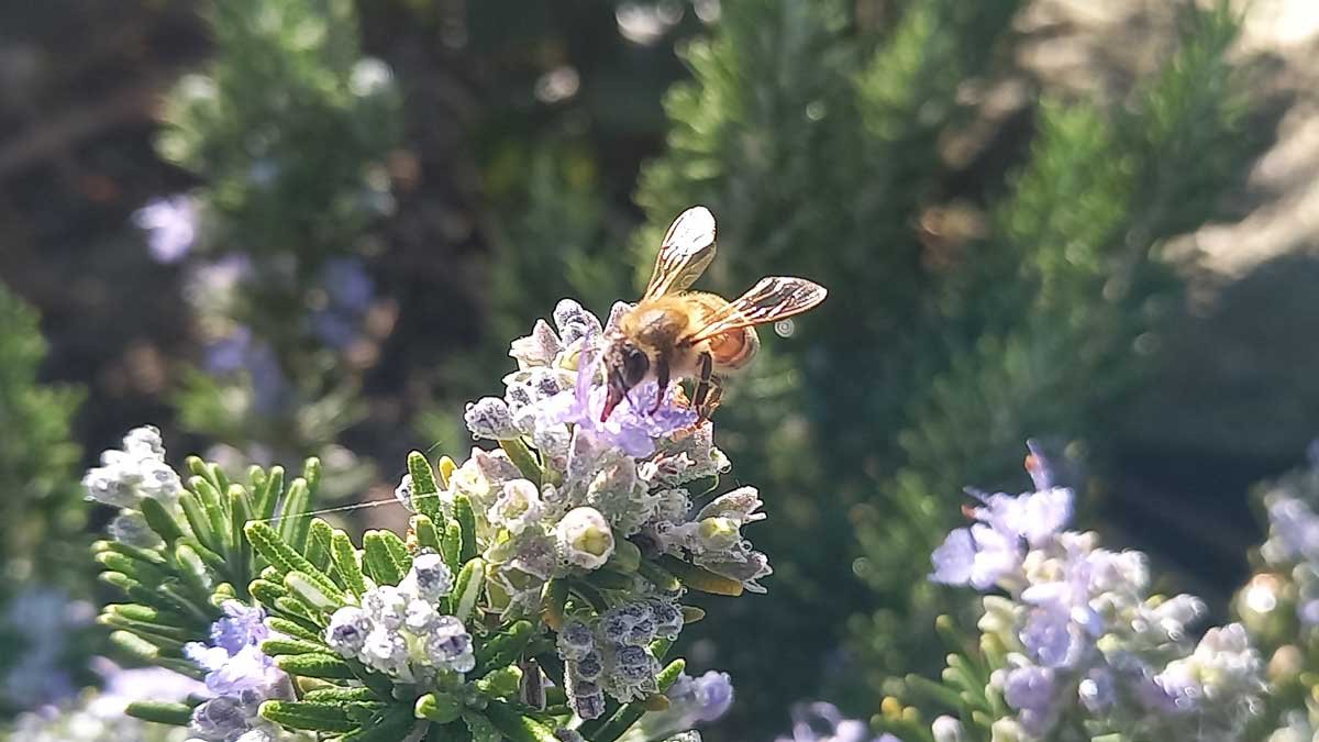 Bee on a rosemary flower
