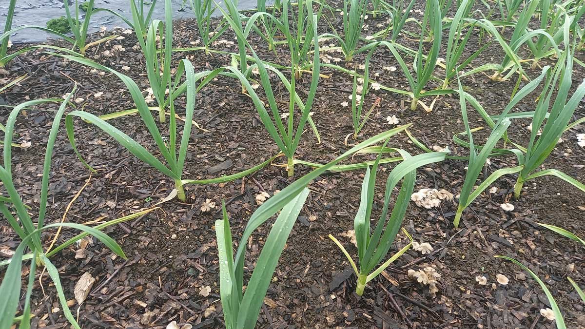 Inkcap mushrooms growing amongst the garlic