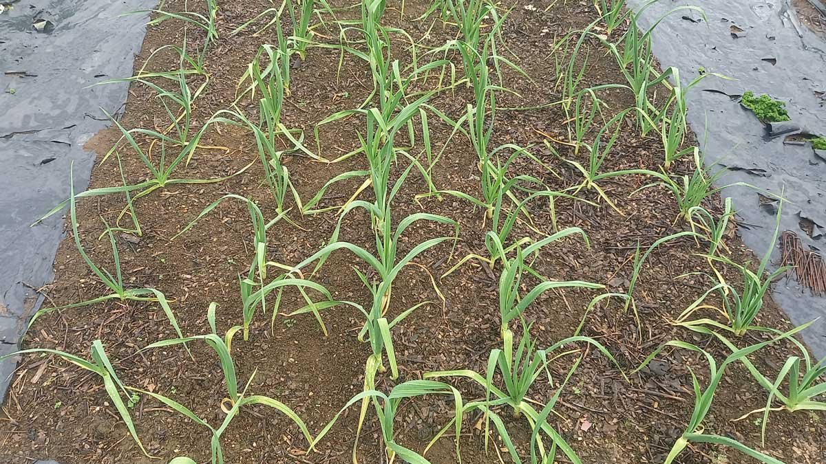 Garlic planting at the end of September 2022