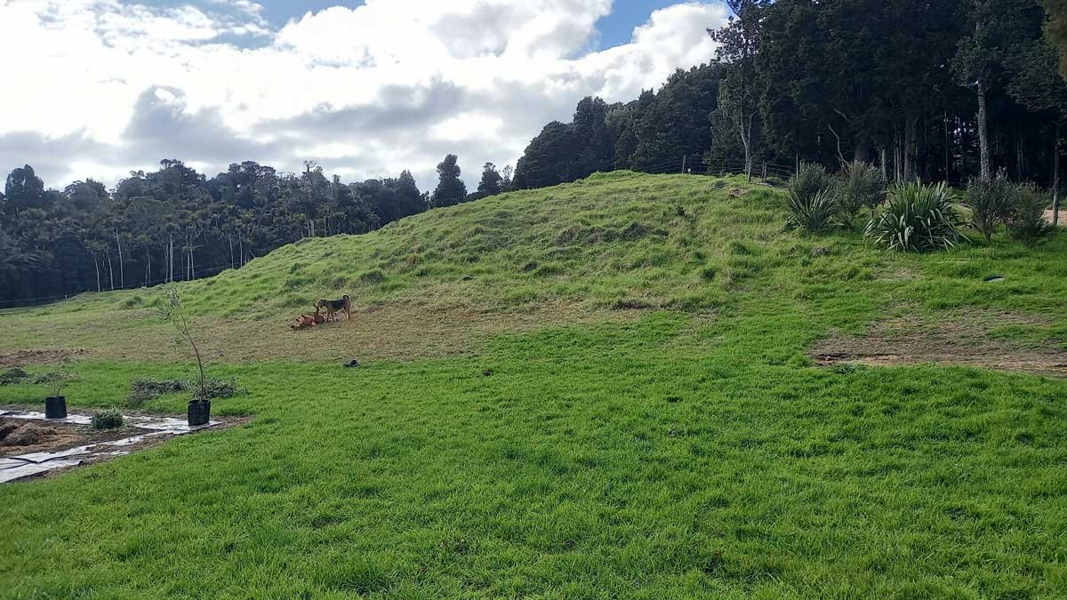 Hillside I'm planning to transform now - a blank slate