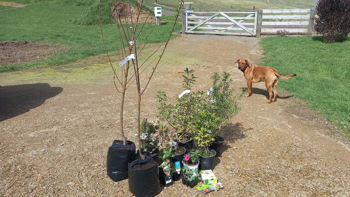 Trees and plants purchased on my 40th birthday shopping spree