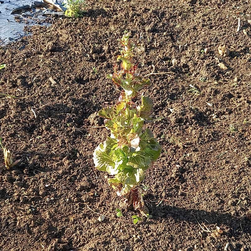 A Michelle lettuce going to seed