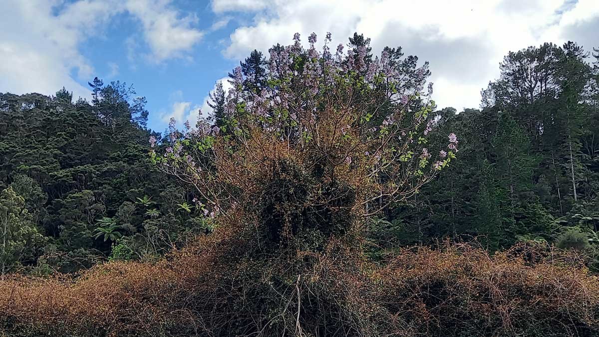 Paulownia tree covered in brambles, flowering in Kaeo.