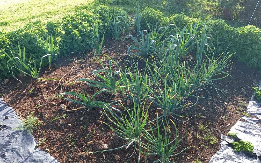 Leeks and shallots growing in the garden together, surrounded by a border of catnip on the outside