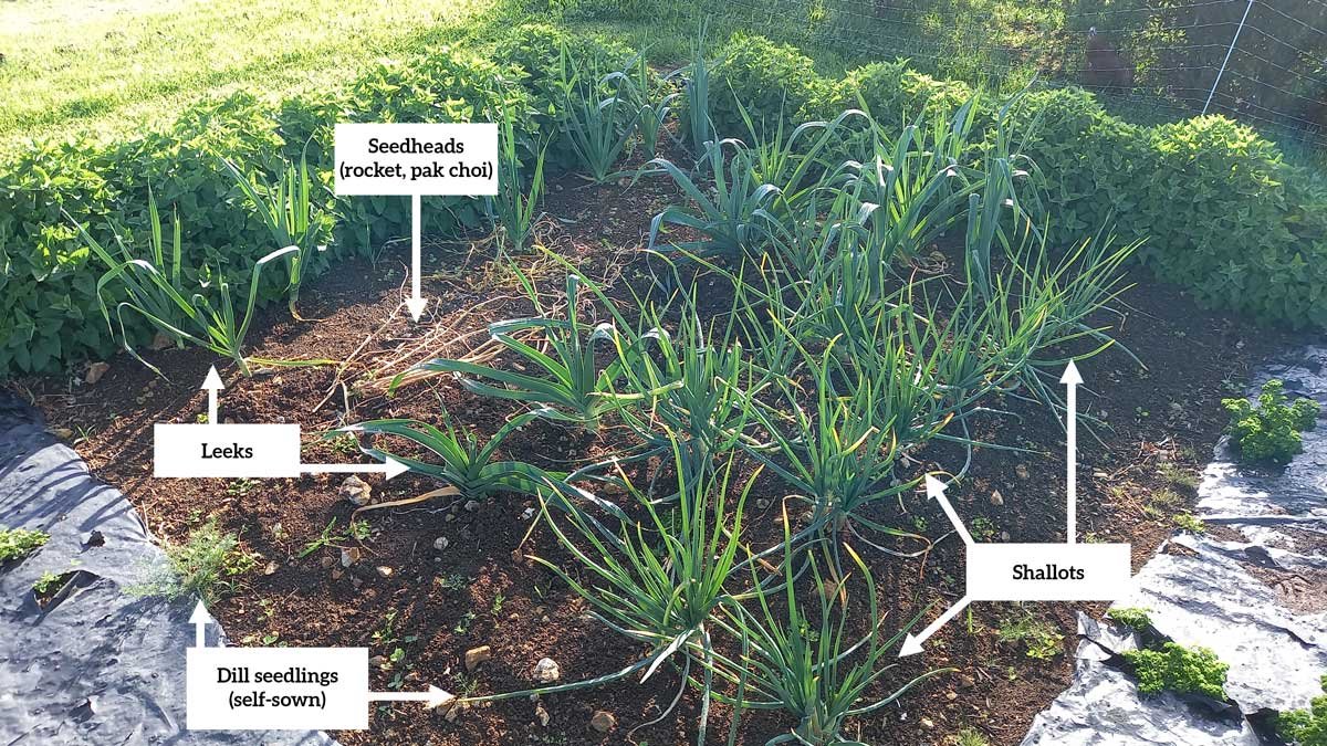 Labelled image showing leeks, shallots, seedlings, and seed heads left to grow later.