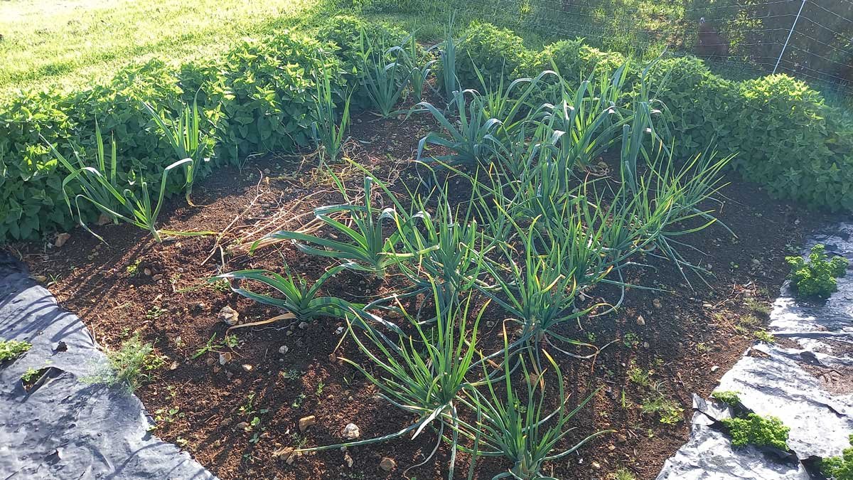 Leeks and shallots growing in the garden together, surrounded by a border of catnip on the outside
