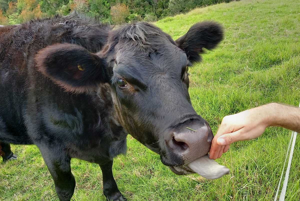 Licker - one of the cows in our second herd