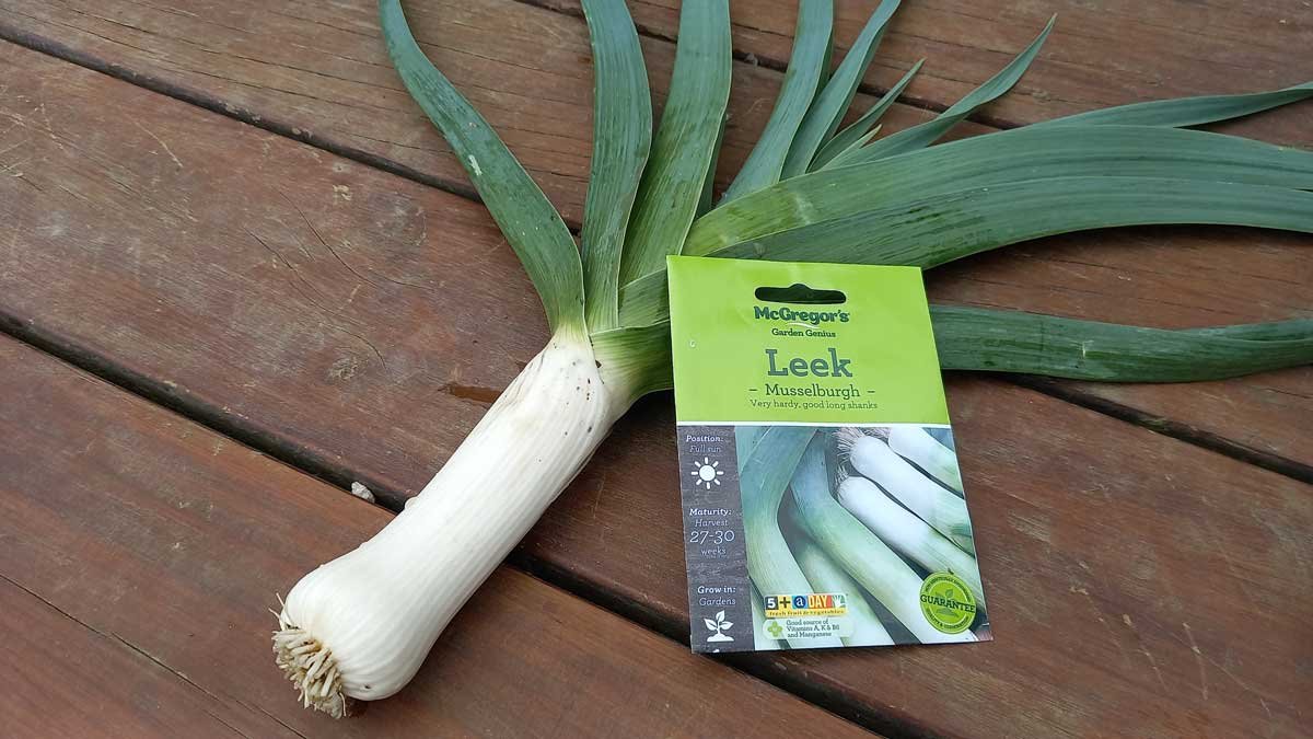 A 'Musselburgh' leek grown in 2022 with a packet of Musselburgh leek seeds