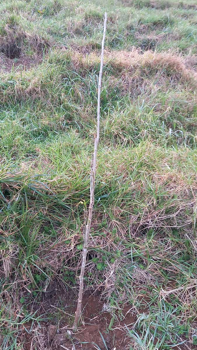 Planted soap nut tree. Really just looks like a stick in the ground.