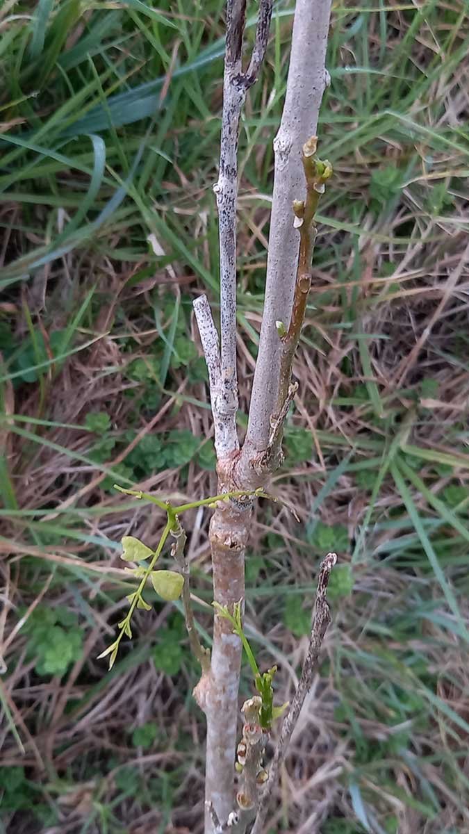 Close up of living growing bits on the soapnut