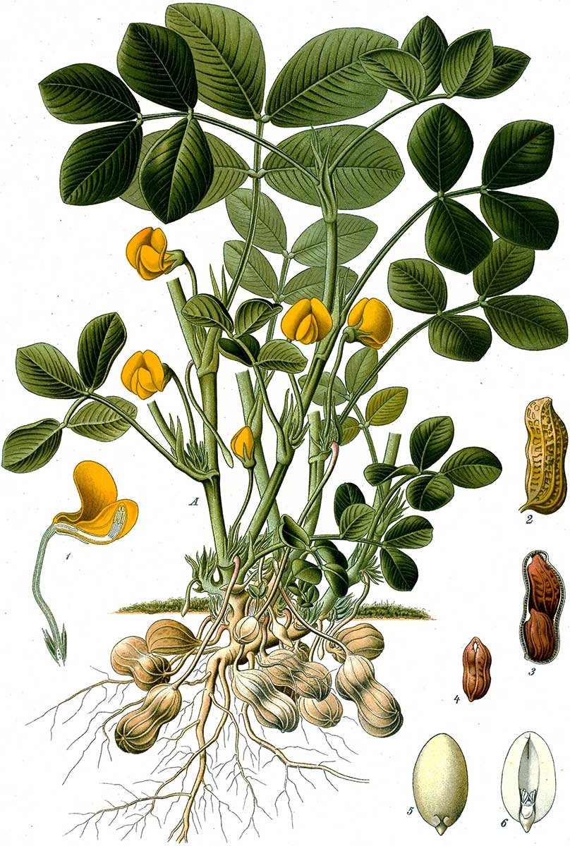 Botanical image of peanuts by Franz Eugen Köhler.