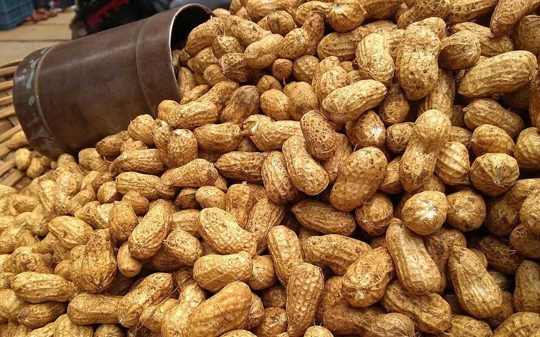 Planting peanuts