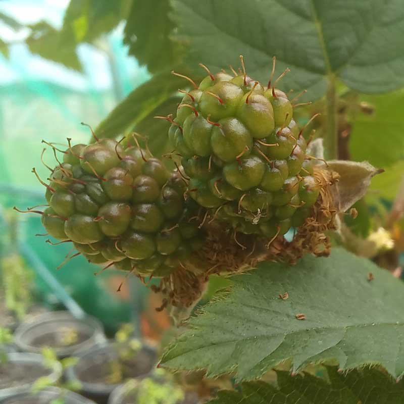 Blackberries developing.