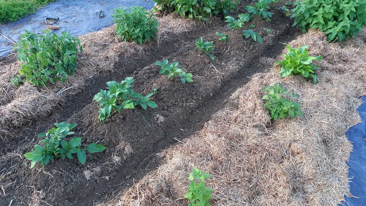 Potatoes mounded with furrows.