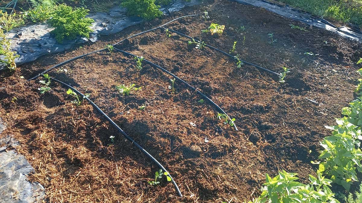 Peanut bed with half-completed irrigation system.