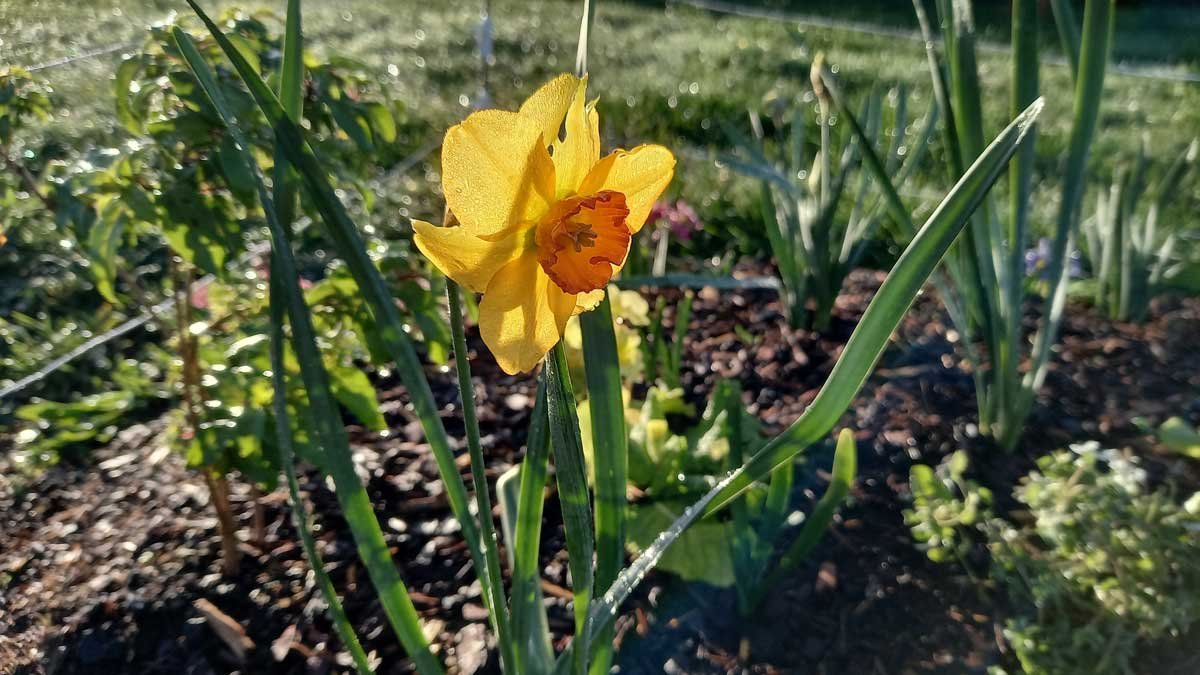 A yellow daffodil with an orange center