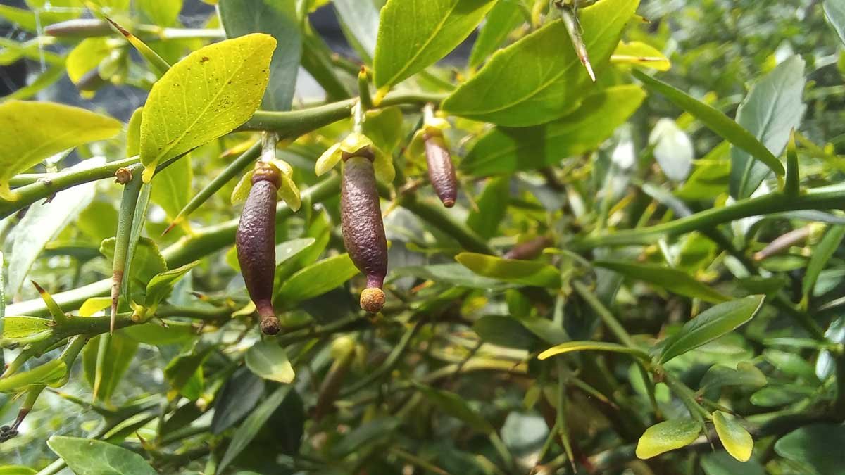 Three purple finger limes on a branch.