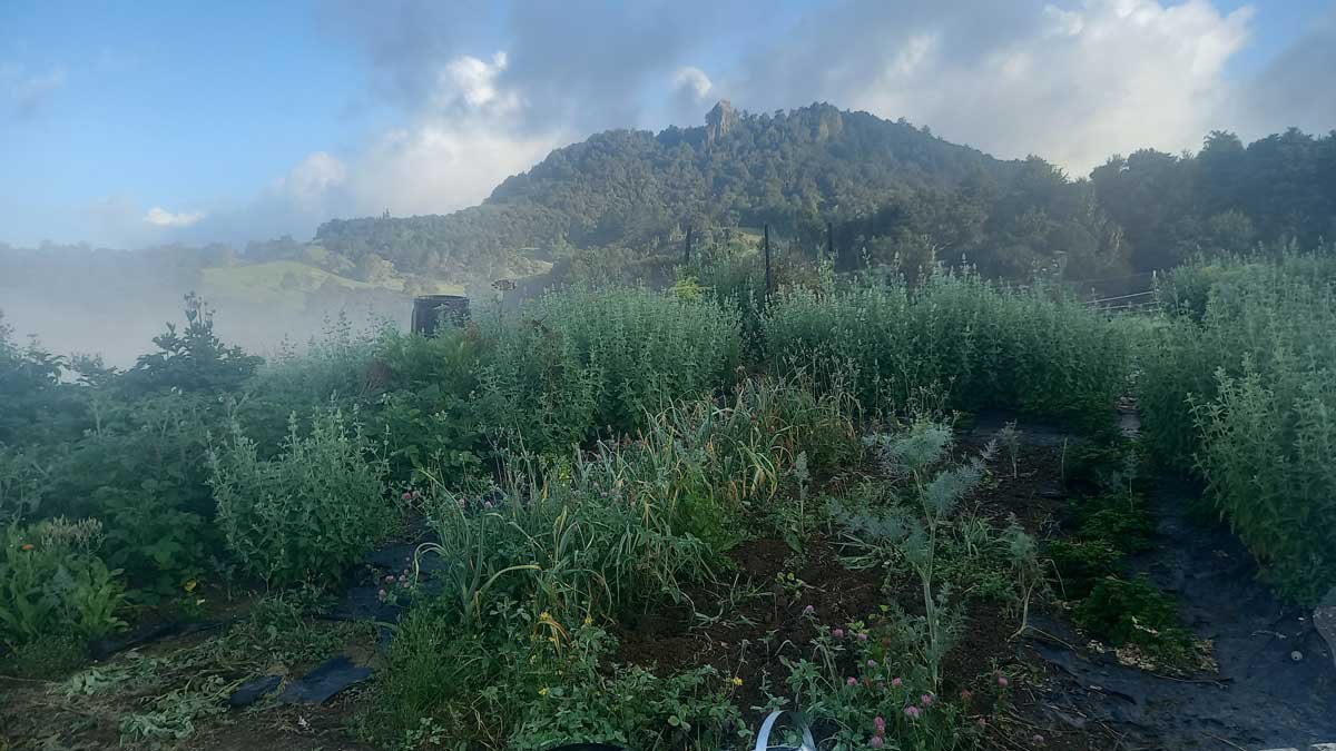 The garden in December 2022, before the catnip harvest began.