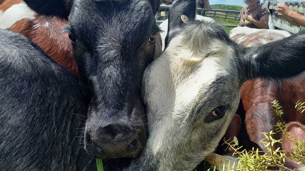 Cows getting drenched