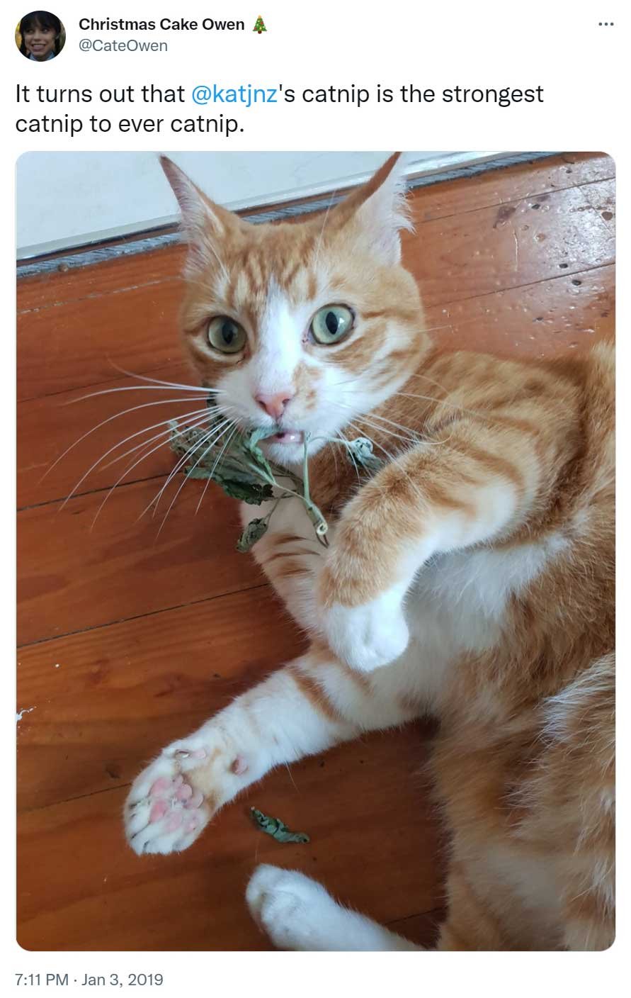 Tweet from @cateowen on Twitter: 'It turns out that @katjnz's catnip is the strongest catnip to ever catnip.'