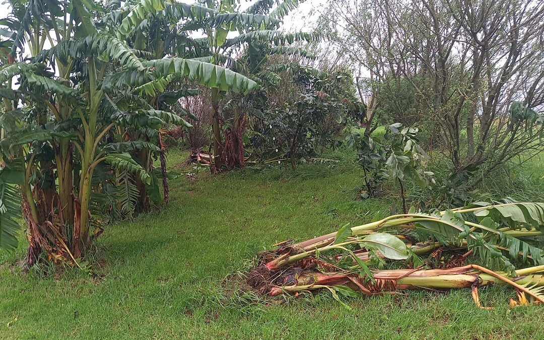 The bananas after Cyclone Gabrielle.
