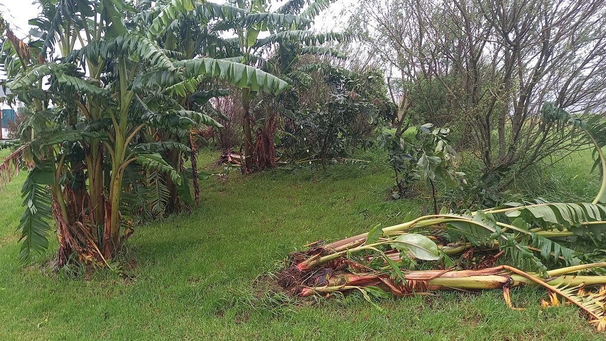The bananas after Cyclone Gabrielle.