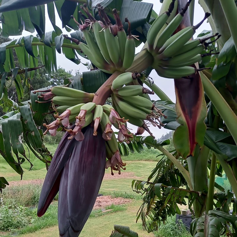Bunches of bananas developing.