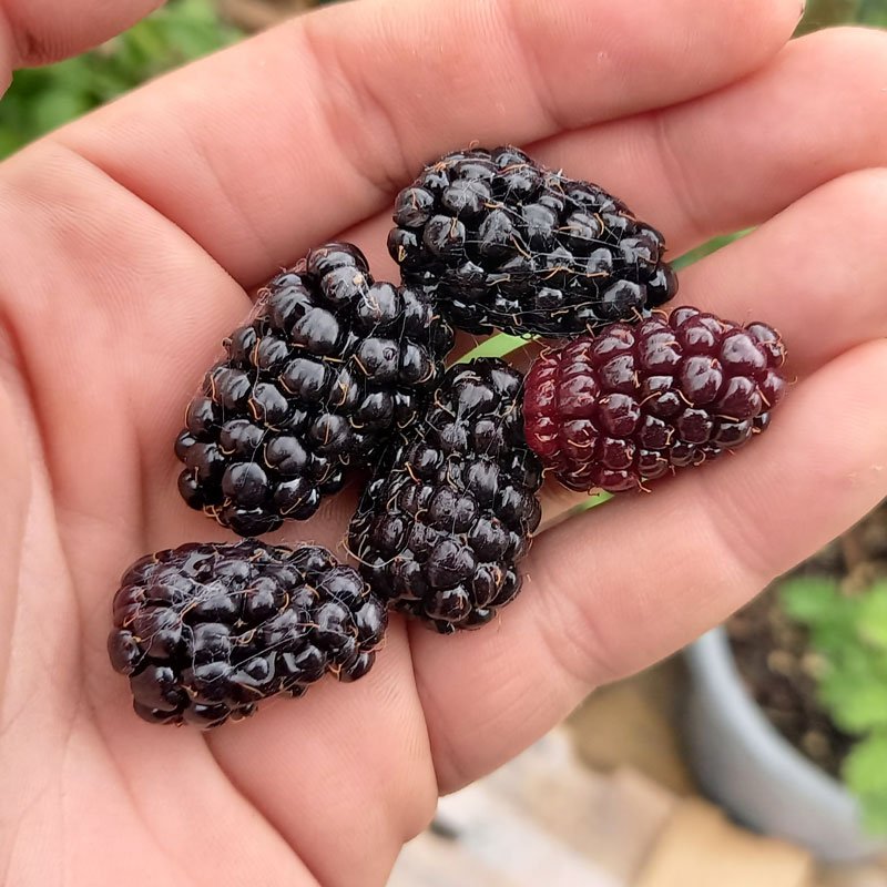 A snack of blackberries.