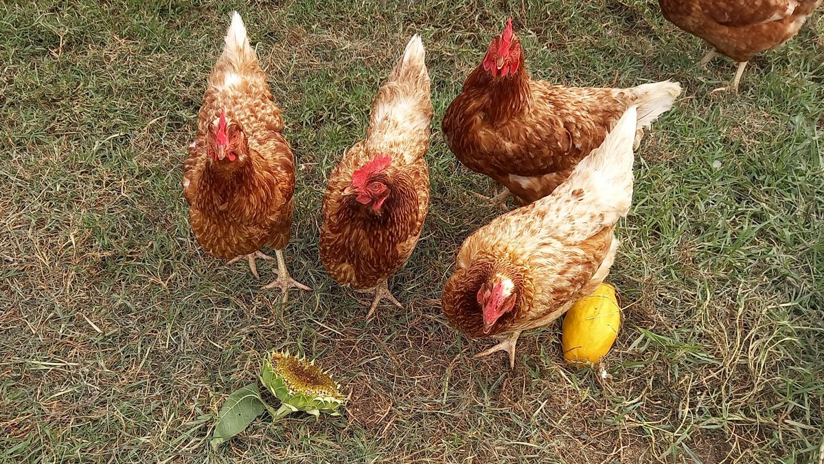 Chickens looking a little confused at a sunflower.