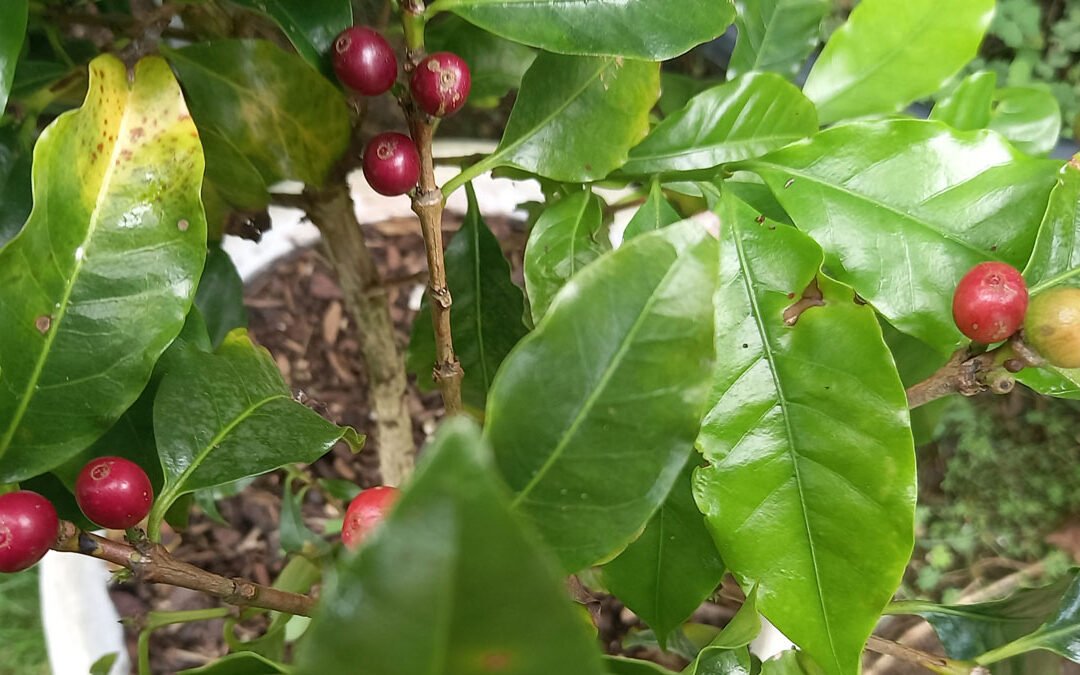 Coffee berries ready to be picked on my coffee plant.