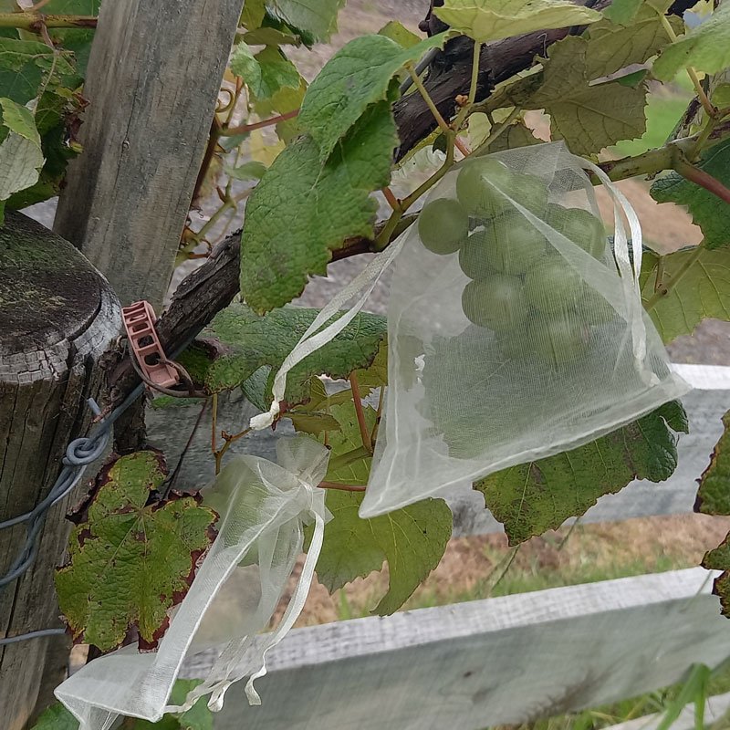 Niagara grapes in mesh bags to protect them from birds.