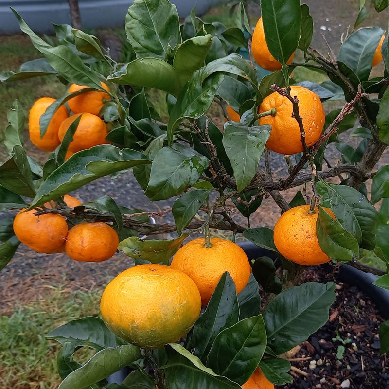 Mandarins ready to eat.