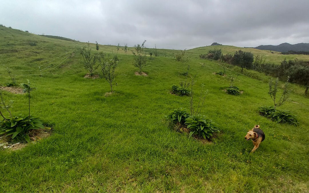 Planting comfrey under fruit trees