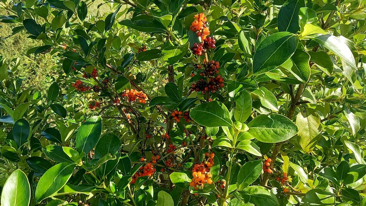 Chickens love coprosma Kat's Garden