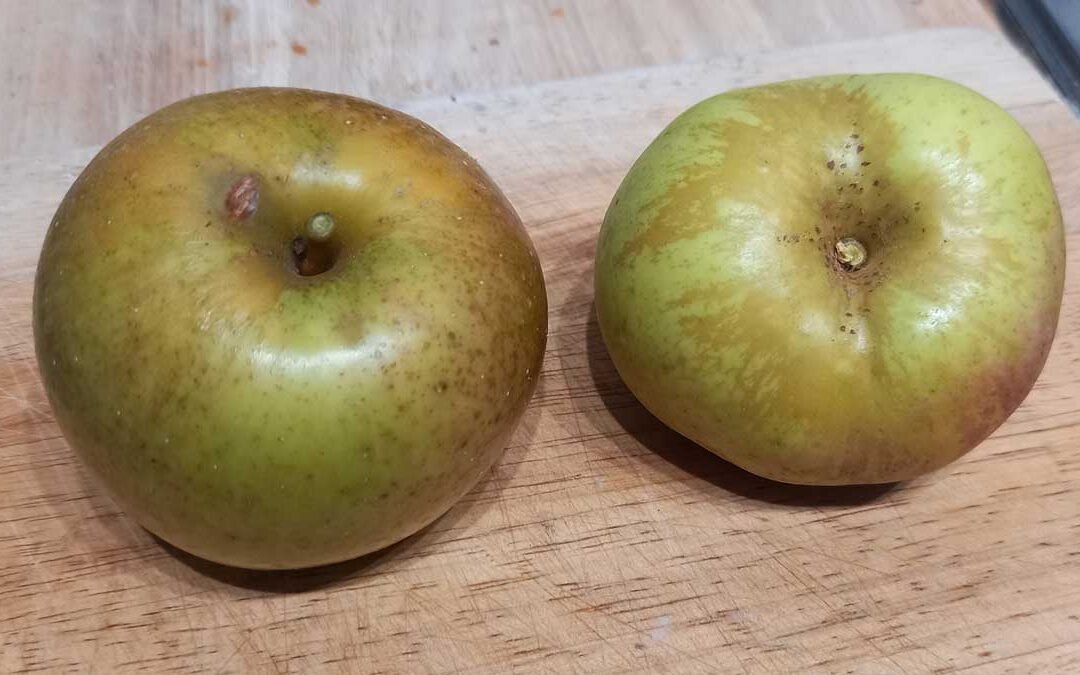 Cox's Orange Pippin and Calville Blanc d'Hiver apples
