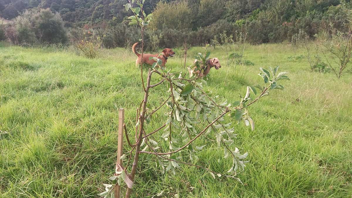 A munted granny smith apple tree