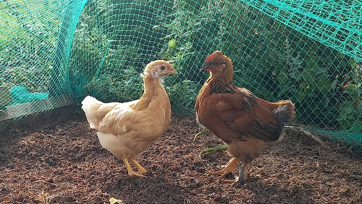 Two six week old chickens - a light yellow one (Pam) and a deeper brown one (Tommy)