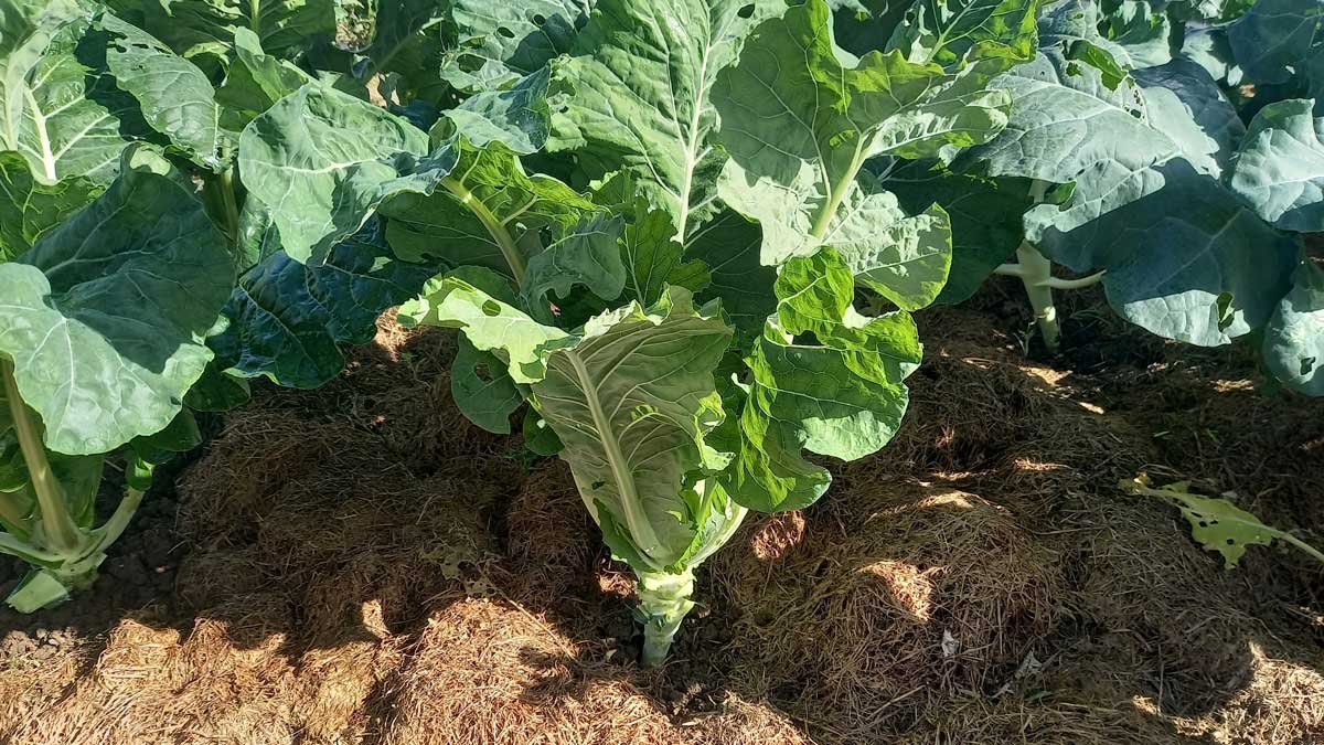 Cauliflower after stripping the lower leaves.